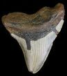 Bargain, Megalodon Tooth - North Carolina #54794-1